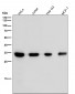 Anti-Phospho-CDK2 (Y15) Rabbit Monoclonal Antibody